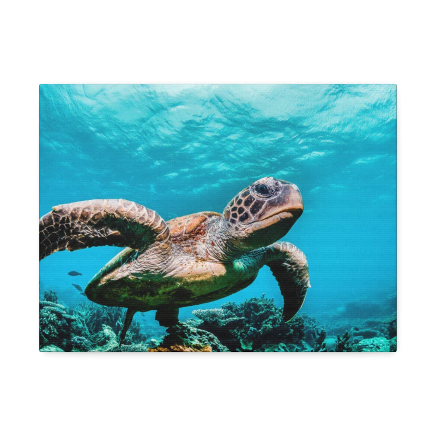 Shellless Liberation: Freedom Unbound