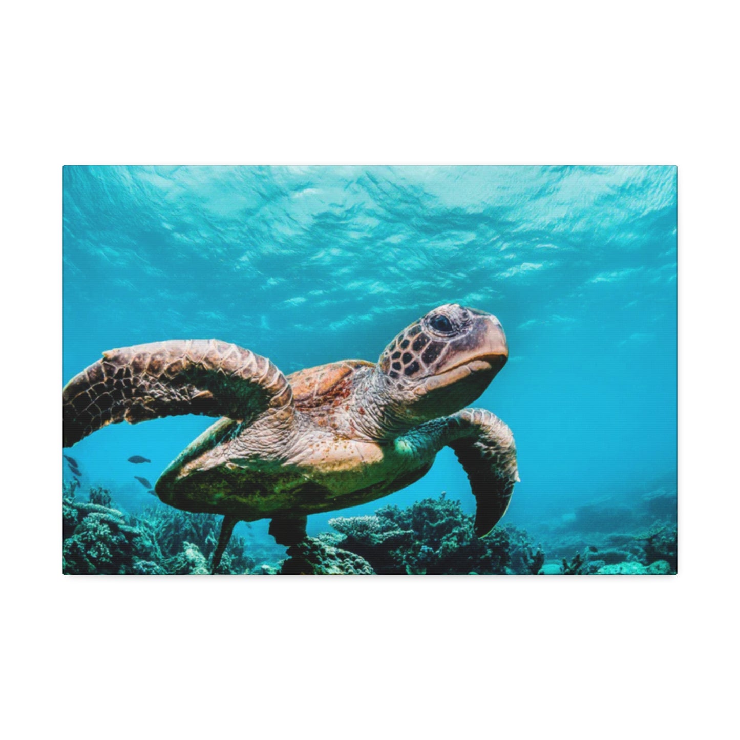Shellless Liberation: Freedom Unbound