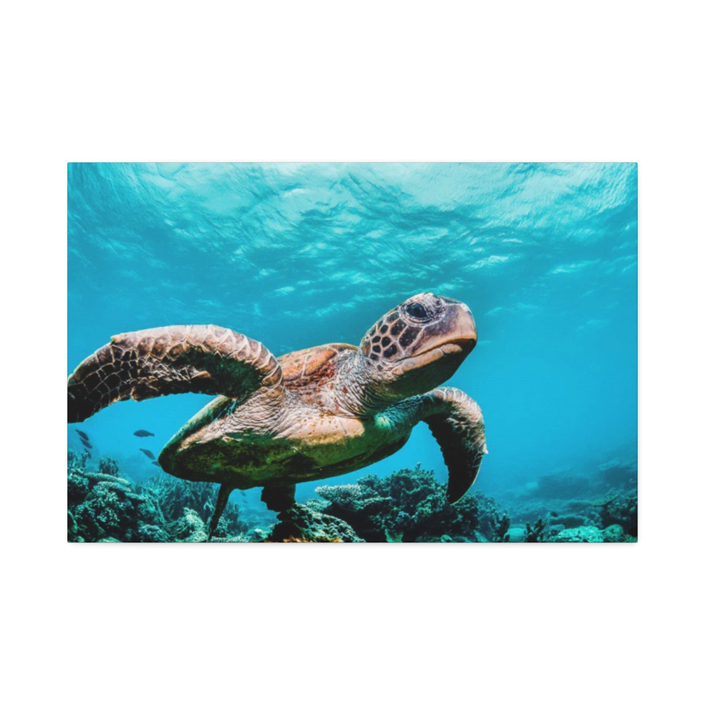 Shellless Liberation: Freedom Unbound
