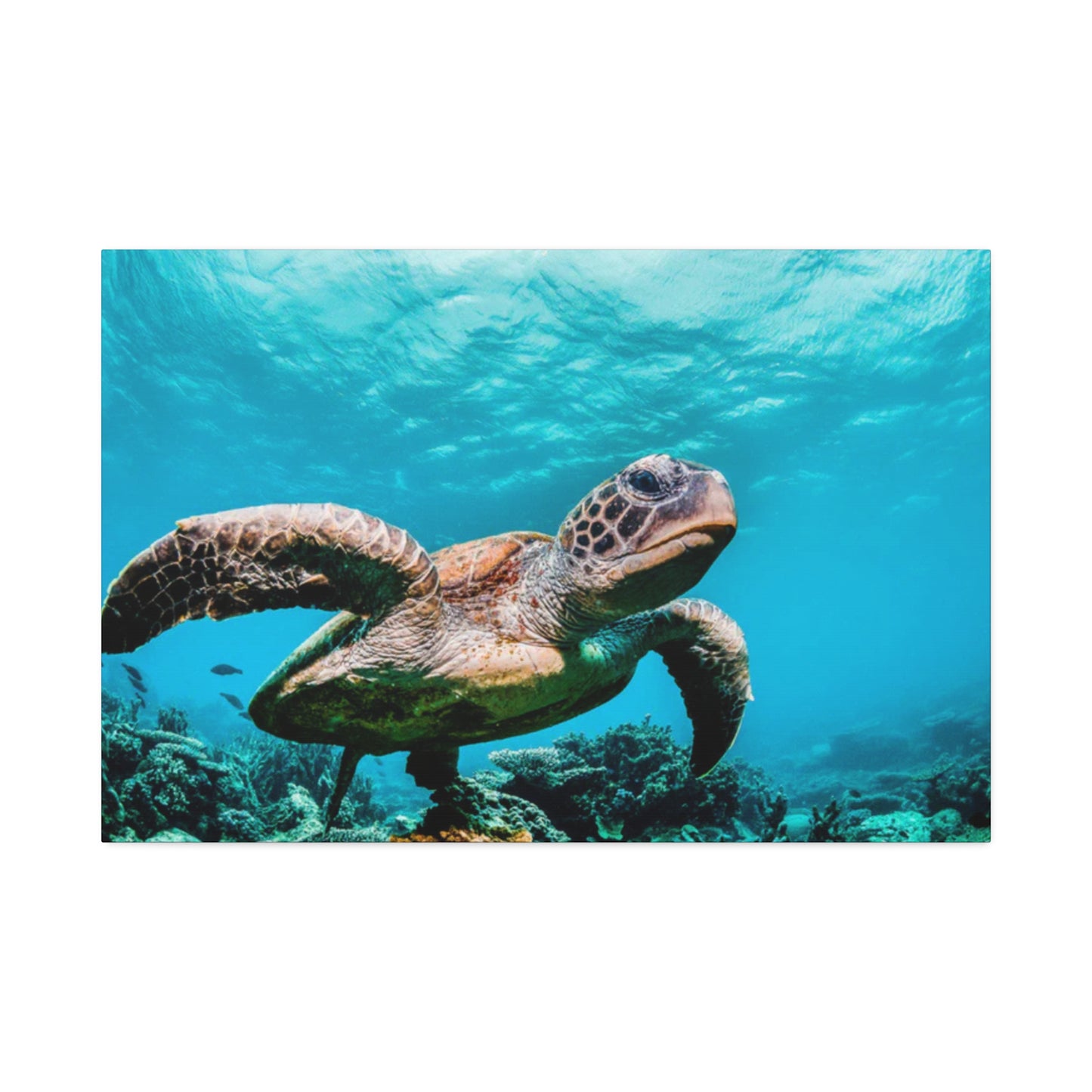 Shellless Liberation: Freedom Unbound