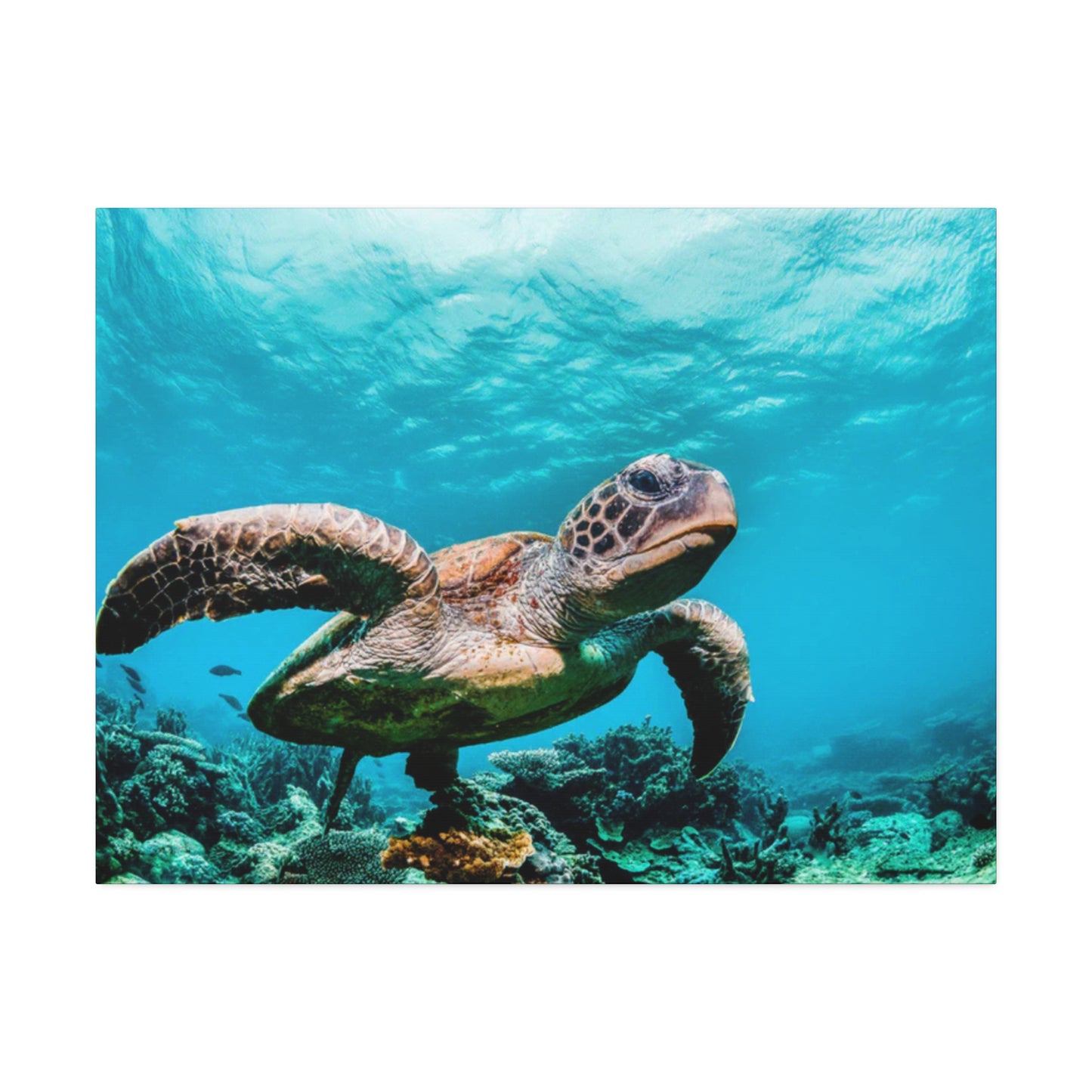 Shellless Liberation: Freedom Unbound