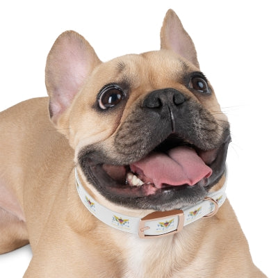 US Virgin Islands Dog Collar (Copy)